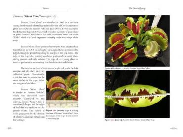 Dionaea_Cultivars__11_.jpg