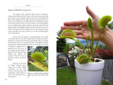 Dionaea_Cultivars__8_.jpg