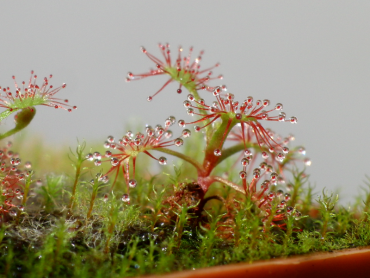D._Madagascariensis__001.png