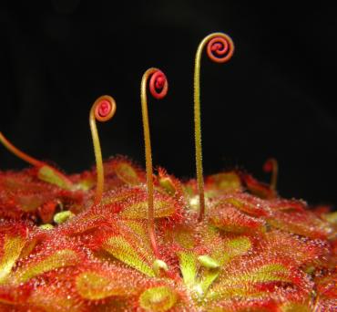 rosiczkaaliciae.jpg