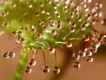 D._Prolifera_006.jpg
