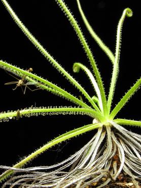3drosophyllum_lusitanicum_2.jpg