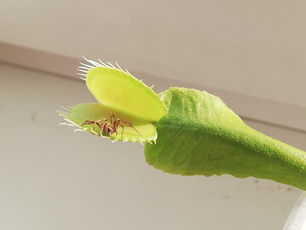 IMG_20200410_180459_resized_20200413_080638658 (1).jpg