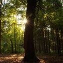 WildNature