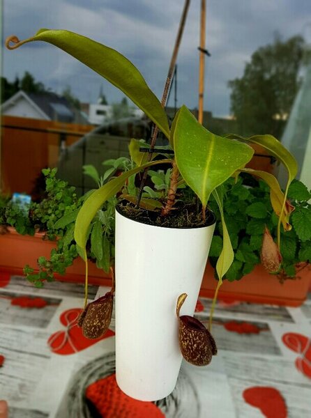 2020-07-11 19.53.12.jpg