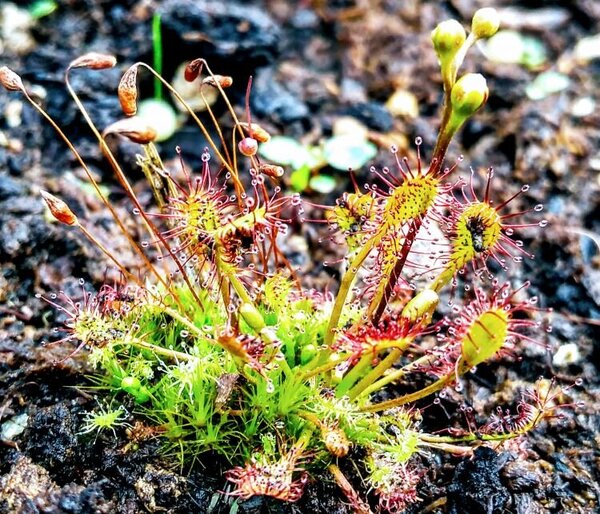 Drosera itermedia.jpg