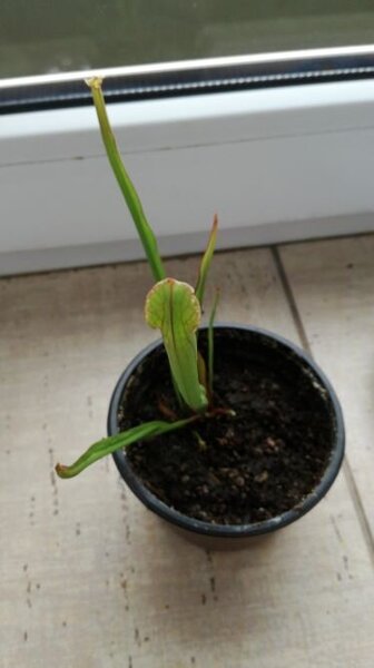 Sarracenia.jpg