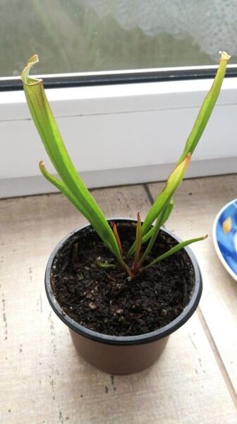 sarracenia2.jpg
