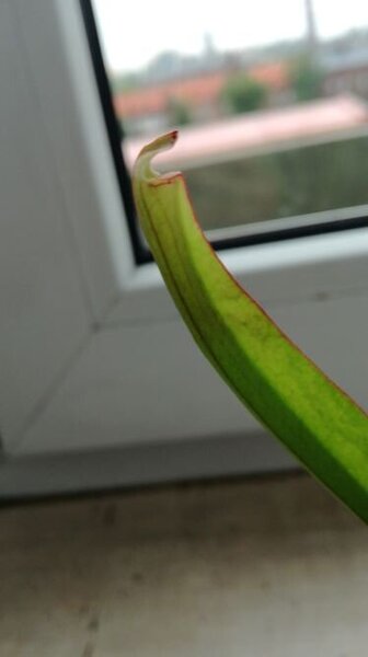 sarracenia3.jpg
