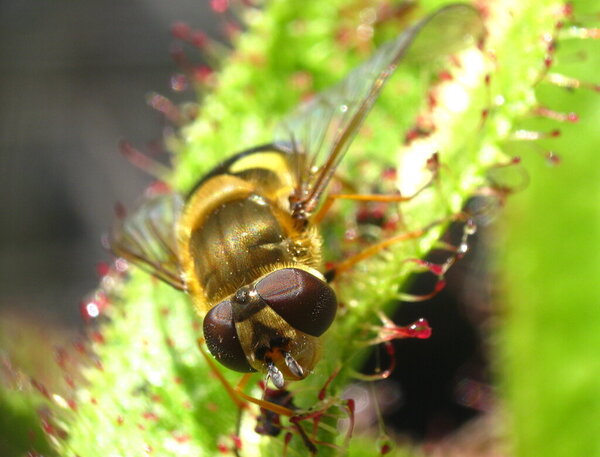 bzyg prązkowany.JPG