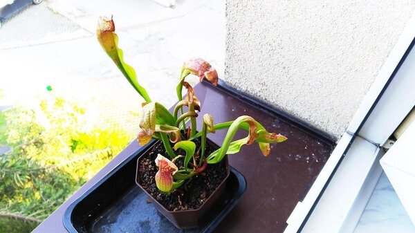 P_20200903_072443.jpg