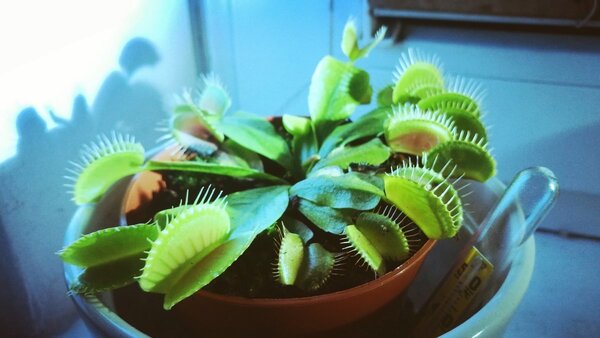 Dionaea_ok.jpeg