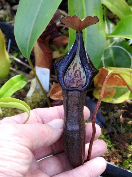 2021.05.06  (65).JPG