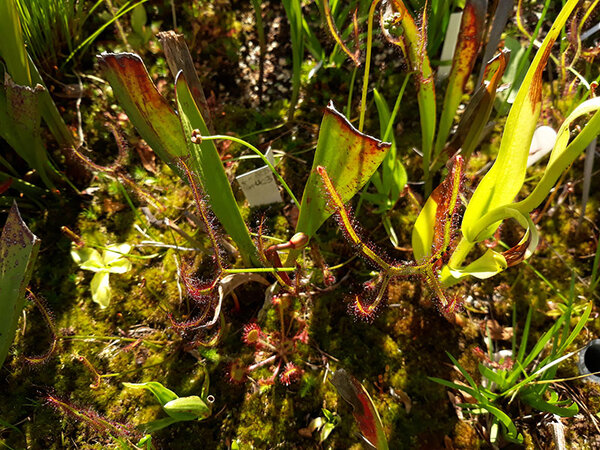 Drosera binata.jpg