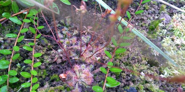 56566230_DroseraSpatulata.thumb.jpg.d84211e44ae1072780fcae2ae3cf394c.jpg