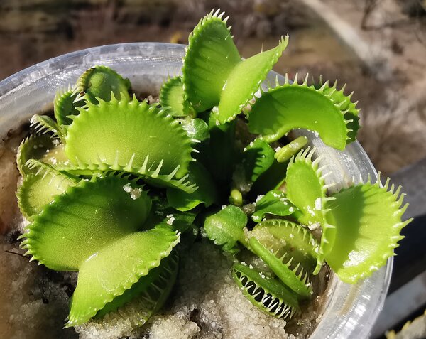 mucholowka 9a.jpg
