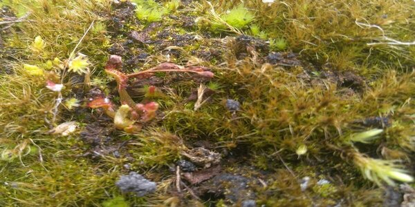d.anglica.thumb.jpg.f7f4e7bc1ed9cb90a3f6822af3c052e9.jpg