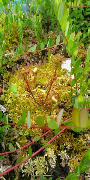 83435694_d.xobvata.thumb.jpg.305ccd73dbe05b5a78d8628bf936e03d.jpg