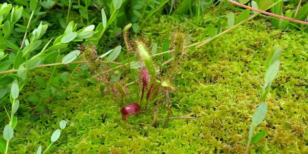 d.anglica.thumb.jpg.c9d2cdc5fd1f37c8627b180744bbc03b.jpg