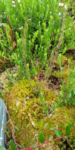 d.filiformis.thumb.jpg.da798164d3224100339a2f76f0ffe13b.jpg