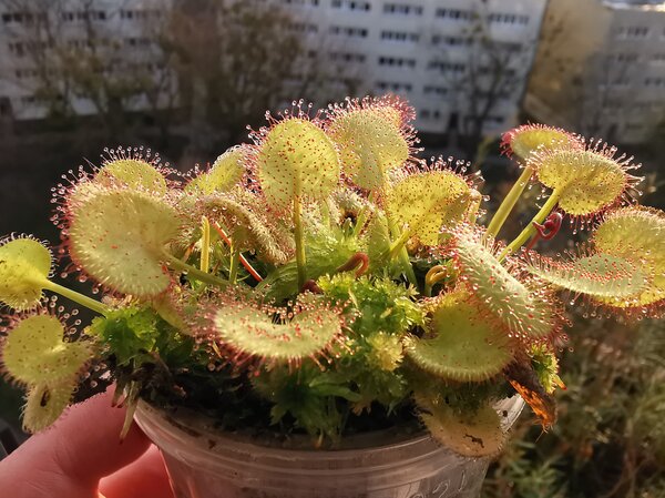 prolifera.jpg