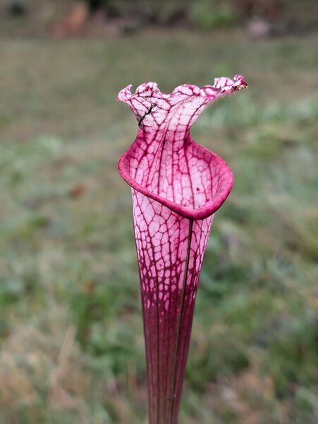 S. leucophylla 'Cupido' (ViC L33a).jpg