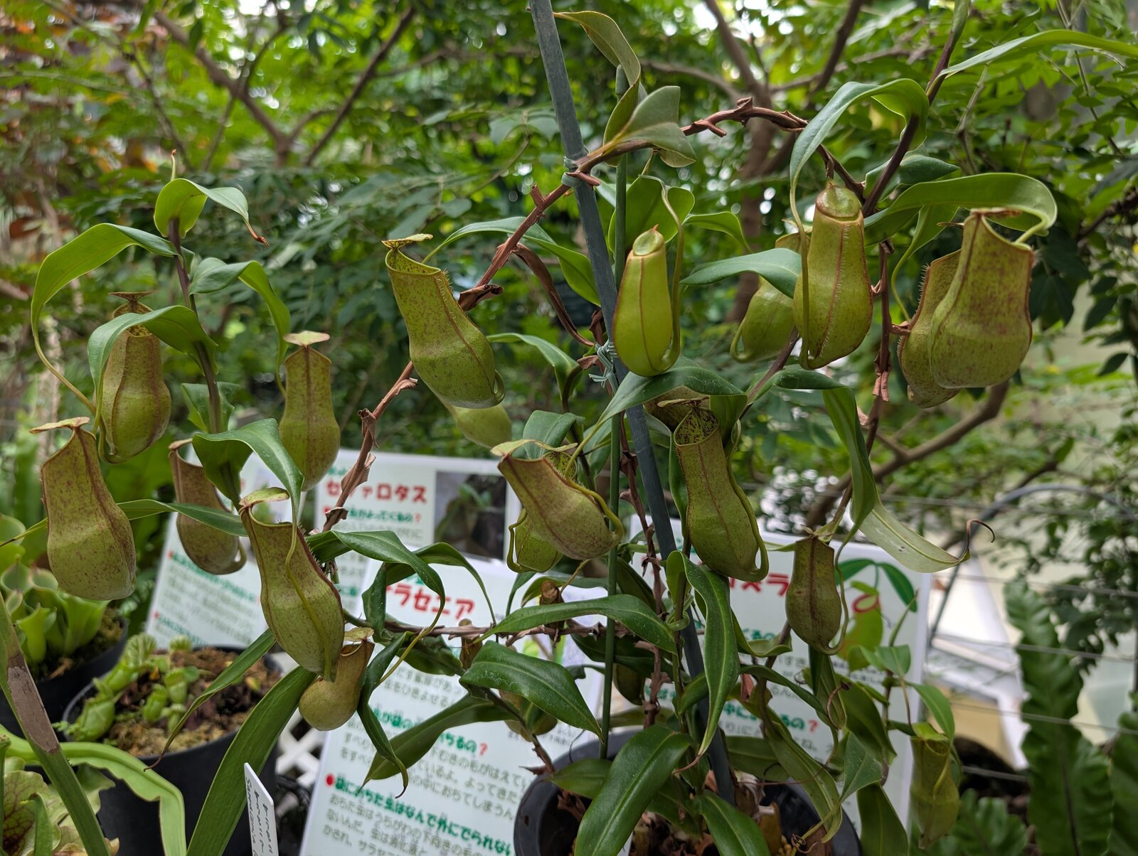 The Itabashi Botanical Garden